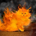 kot z płomieni