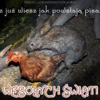 wesołch