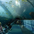 Georgia Aquarium Tunnel