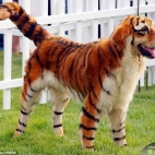 Chińczycy farbują psy. Mają przypominać tygrysy