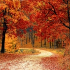 fall-autumn-red-season.jpg