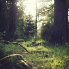 wood-nature-sunny-forest.jpg