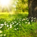 spring-tree-flowers-meadow-60006.jpeg