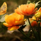 flowers-background-butterflies-beautiful-87452.jpeg