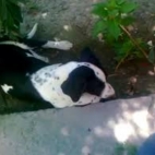 Мартин Стојчевски PIKSI