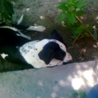 Мартин Стојчевски PIKSI