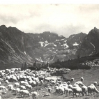 owce a hali gasienicowej 63.jpg