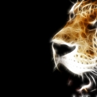 Leopard fractilus.jpg