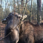kampinoski park narodowy.jpg