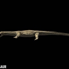 nothosaur_closeup.jpg