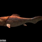 dunkleosteus_closeup.jpg