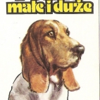 Pieski Małe i Duże Basset hound (1).jpg