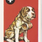 Pieski Małe i Duże Basset hound Bernard (5).jpg