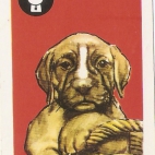 Pieski Małe i Duże Basset hound Bokser (7).jpg