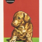 Pieski Małe i Duże Basset hound Jamnik krótkowłosy (9).jpg