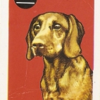 Pieski Małe i Duże Basset hound Jamnik krótkowłosy (10).jpg