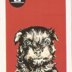 Pieski Małe i Duże Basset hound Łajka (11).jpg