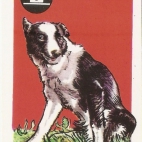 Pieski Małe i Duże Basset hound Łajka (12).jpg