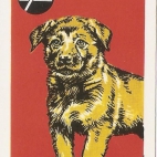 Pieski Małe i Duże Basset hound Owczarek niemiecki (13).jpg