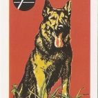 Pieski Małe i Duże Basset hound Owczarek niemiecki (14).jpg