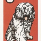 Pieski Małe i Duże Basset hound Owczarek nizinny (15).jpg