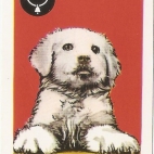 Pieski Małe i Duże Basset hound Owczarek Podhalański (17).jpg