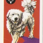 Pieski Małe i Duże Basset hound Owczarek Podhalański (18).jpg