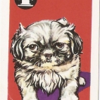 Pieski Małe i Duże Basset hound Pekińczyk (19).jpg