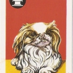 Pieski Małe i Duże Basset hound Pekińczyk (20).jpg