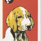 Pieski Małe i Duże Basset hound Pointer (21).jpg