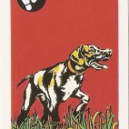 Pieski Małe i Duże Basset hound Pointer (22).jpg