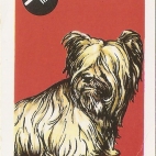 Pieski Małe i Duże Basset hound Skye terrier (25).jpg