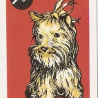 Pieski Małe i Duże Basset hound Skye terrier (26).jpg