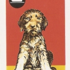 Pieski Małe i Duże Basset hound Wyżeł ostrowłosy (27).jpg