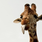 164335_zyrafa_jezyk.jpg