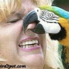 papuga daje buziaka w kichola