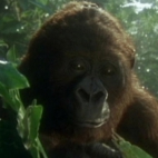 Amy Gorlica Kongo 1995