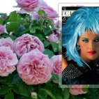 Galeria C.C.Catchpobrane (12).jpeg