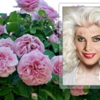 Galeria C.C.Catchpobrane (6).jpeg