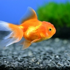 Złota rybka pomarańczowy welon.jpg