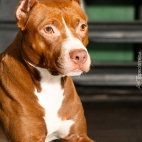 tapeciarnia.pl-tapeta-na-telefon-lezacy-amerykanski-pitbull-terrier