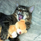 Kot i jego pluszowy miś