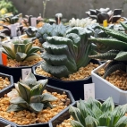 inbound6610399517318948854