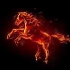 kon-dziki-sport-galopujacy