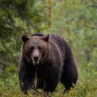 Niedźwiedź brunatny