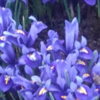 image (1)