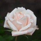 tumblr_olenq5FS7R1thga9fo4_500