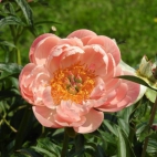 tumblr_olenq5FS7R1thga9fo1_500