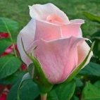 f065a32b33.jpeg-217a9c0d