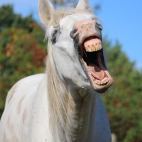 horse-940758_960_720